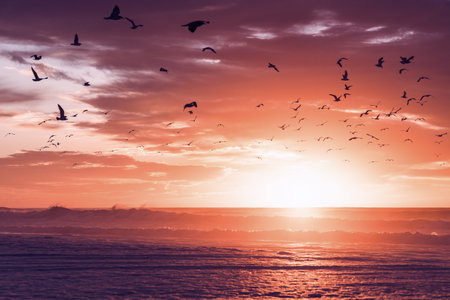 Pink sunset over the Pacific Ocean and silhouette of flying birds with beautiful cloudy sky on...