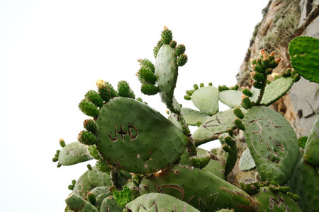 Huge blossom cacti close to Morro Rock, California coast