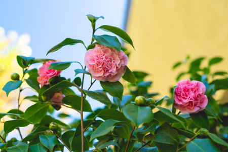 Camelia bush in full bloom (Japonica Camelia) close up in the garden. Beautiful pink flowerheads against clear blue skyの写真素材