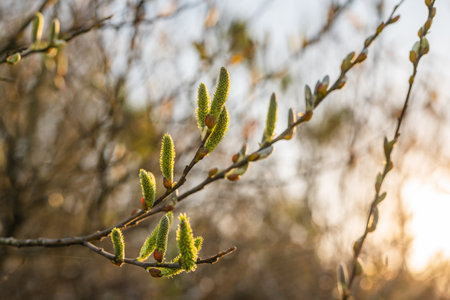 Branch of willow tree with young green kidneys at sunset in early springの写真素材