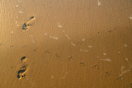 Birds footprints and footsteps of human feet on the sand on the beach at sunset, texture abstract backgroundの写真素材