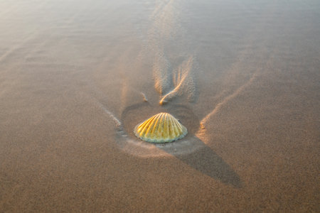 Seashell on the beach close to the water, seascape background, copy space