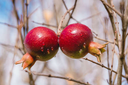 Red ripe pomegranate fruits with drops of water close up on a tree in the garden, selective focus,...