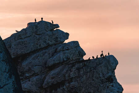 Morro Rock and silhouette of birds wirh pink sky on background. Morro Bay sunset, California Central...