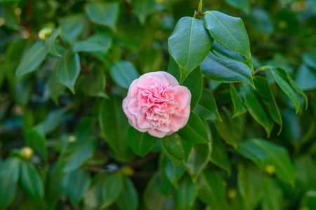 Close up of pink camellia flower head ( Japonica Camelia) on a lush green bush in the gardenの写真素材