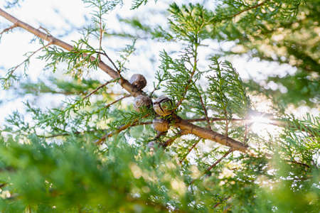 Cones and foliage  of cypress tree close up with bright clear sky on background