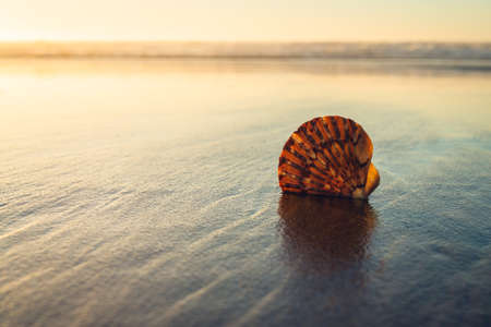 Tropical beach sunset and seashell on sand beach. Tranquil scene, relaxation, vacations, wild untouched nature concept, copy spaceの写真素材