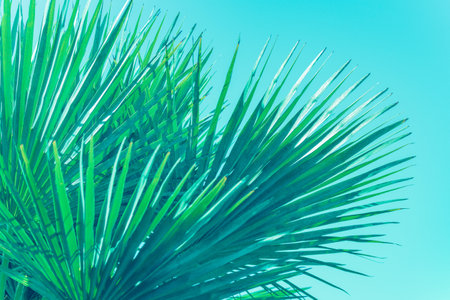 Palm tree leaves close up against clear blue sky. Abstract floral background, copy space