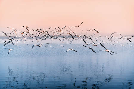 Colony of seabirds flying over the river. Flock of least tern birds, Guadalupe Dunes, California