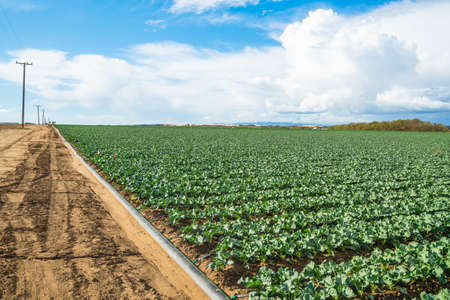 Agricultural field with young plants in a rows, sowing season in early spring. Beautiful cloudy sky on backgroundの写真素材