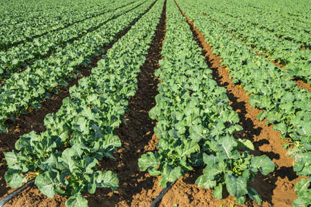 Agricultural field with young plants in a rows, sowing season in early spring.