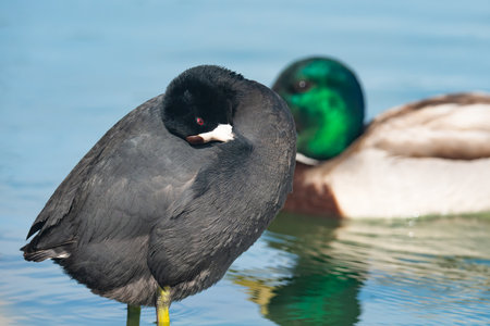 The American coot, also known as a mud hen or pouldeau, close up portrait.の写真素材