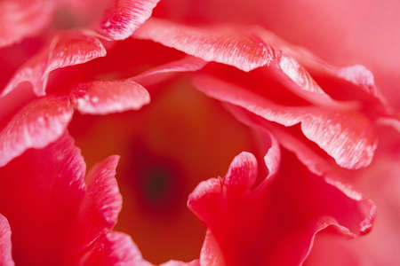Red-white double tulip in bloom, petals extreme close up, full frame. Floral background, art, abstractの写真素材