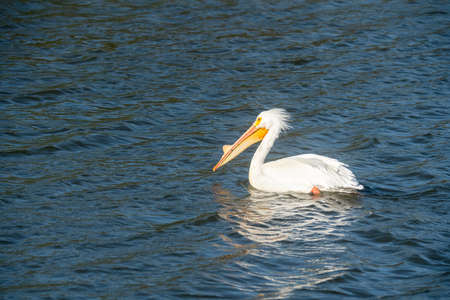 White pelican floating on water, close up view of beautiful water bird in the middle of the lake in windy sunny dayの写真素材