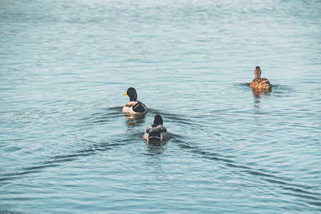 Group of mallard ducks, male and female, floating on water. Beautiful green-blue water with sun reflections on background. Sunset over lakeの写真素材