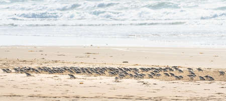 Flock of plover birds on the beach, panoramic view. Little birds ( the size of a sparrow) feed on invertebrates in the surf line and wrack. Seascape and flock of birds on the beach.の写真素材