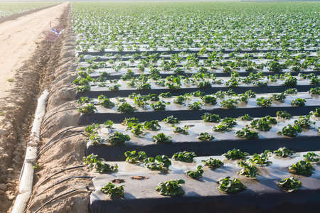 Agricultural field strawberry plants. Industry, modern farming, strawberry production. Spring season, Santa Barbara County, Californiaの写真素材