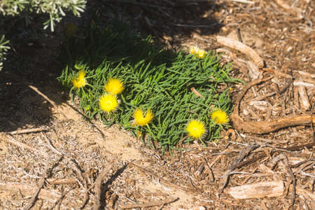 The yellow flowering Rocky point ice plant, beautiful wildflowers in bloom in desert.の写真素材