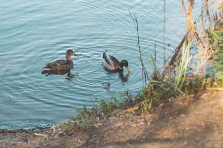 Group of mallard ducks, male and female, floating on water. Beautiful green-blue water with sun reflections on background. Sunset over lakeの写真素材