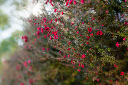 Beautiful small pink flowers of Manuka tree close up. Native New Zealand evergreen plant Leptospermum scoparium (Tea tree) in bloomの写真素材