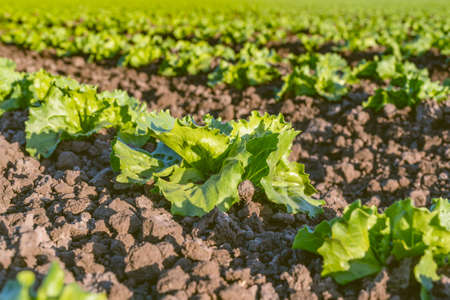 Young cabbage plants close up in a rows, sowing season in early spring. Agricultural field in Santa Barbara County, Californiaの写真素材
