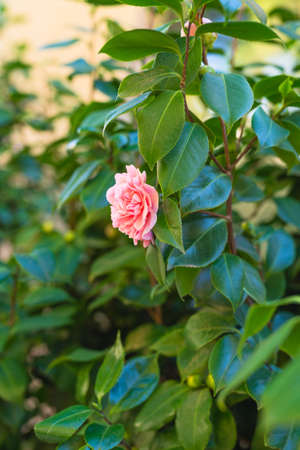 Close up of pink camellia flower head ( Japonica Camelia) on a lush green bush in the garden, vertical bannerの写真素材