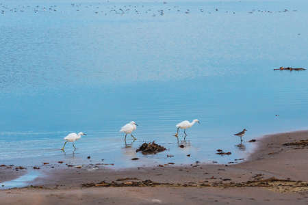 Snowy egret feeding on the edge on blue lake at sunsetの写真素材
