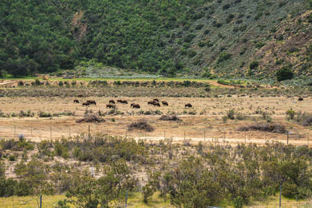 A herd of bison at the foot of the green hills, California