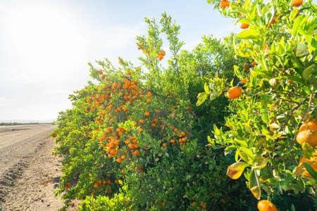 Mandarin trees in a row along the roadside. Mandarins orchard in Californiaの写真素材