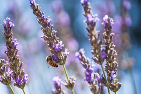 Lavenders in bloom and bee close up, beautiful blue sky background. Lavender field, sunny summer day...