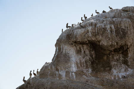 Great Colony of Pelicans  on a Cliff Top. Shell Beach, California Coastlineの写真素材