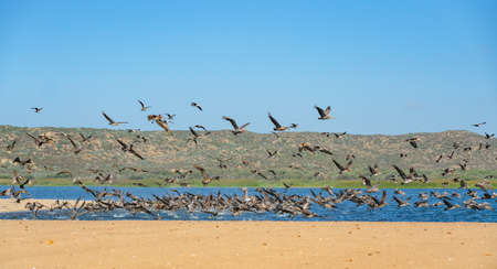 Great colony of Brown Pelicans flying over the river. Beautiful green hills with native plants, and...