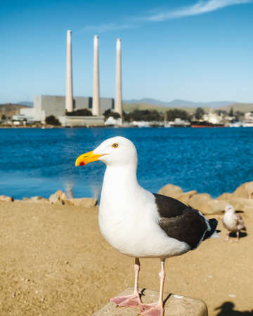 Morro Bay, California, USA - May 27, 2021 Seagull on the beach. Close up portrait of bird, Morro Bay State Park, Californiaの写真素材