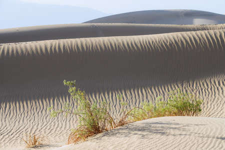 Sand dunes in desert, close up view, play of ripples, texture, and native plants. Mesquite Sand Dunes in Death Valley, Californiaの写真素材
