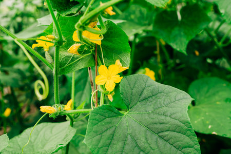 Cucumber flowers in bloom in greenhouse. Growing organic cucumbers in the garden, Summer seasonの写真素材