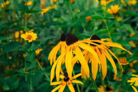 Blooming flowers of yellow rudbeckia (black-eyed susan) in the summer garden