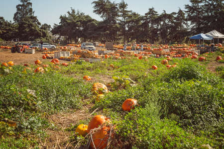 San Luis Obispo, California/USA - October 28, 2020  Pumpkin patch, sunny autumn day in California. Families pick pumpkins for Halloweenのeditorial素材