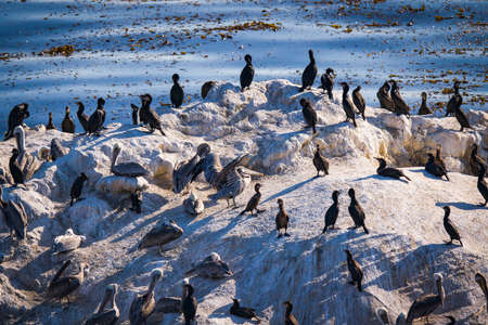 Rock in the ocean and flock of birds, blue water background, Californiaの写真素材