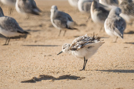 Snowy plover (Charadrius nivosus), a small sandpiper, on the beach.の写真素材