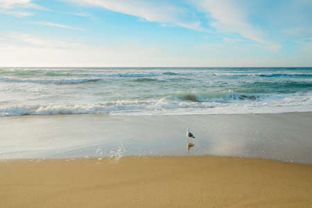 Sunny day on the beach. Wide sandy beach, beautiful blue sea, seagull, and cloudy sky on backgroundの写真素材