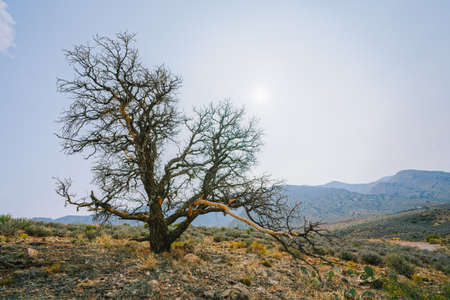 Dry tree in the middle of desert in Arizona, mountains and blue sky on backgroundの写真素材