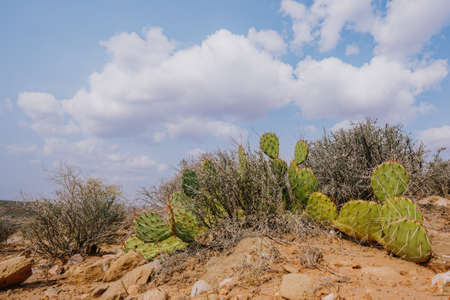 Prickly pear cactus (Opuntia genus) in the middle of desert in Arizonaの写真素材