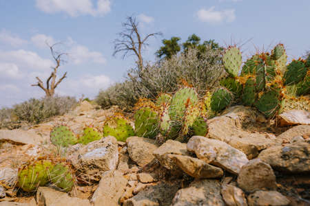 Prickly pear cactus (Opuntia genus) in the middle of desert in Arizonaの写真素材