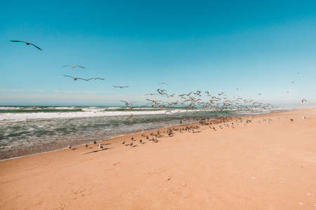 Flock of sea birds on the beach, California coastline. Wilderness area, clear blue sky background