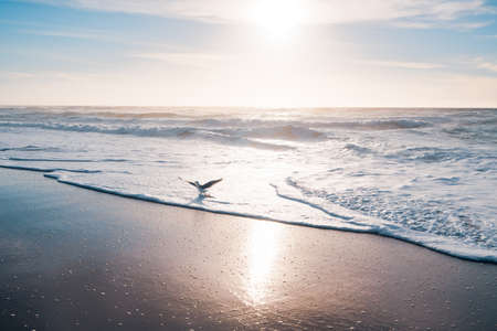 Sunset on the beach and silhouette of flying seagull. Soft light, cloudy sky background, beautiful blue and pink colorsの写真素材