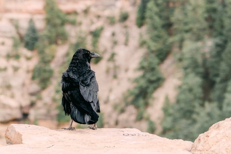 Crow sitting on the edge of rock, Grand Canyon National Park, Arizonaの写真素材