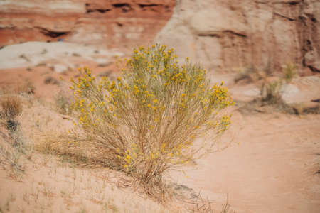 Mormon Tea plant (genus Ephedra) in bloom, a woody shrub in the middle of desert, native to the American Southwestの写真素材