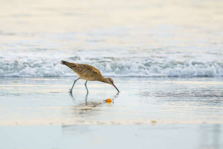 Long-billed Curlew, North America's largest shorebird, close up on the beach close to the water