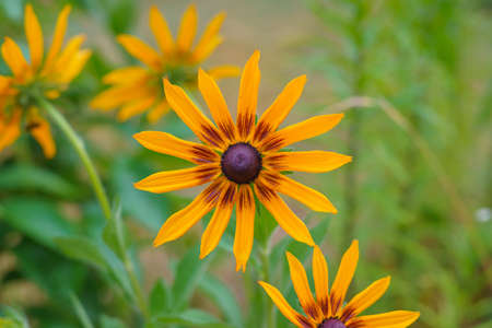 Black-eyed Susan in bloom in the garden. Summer floral background. Yellow rudbeckia close up  with soft light green backgroundの写真素材