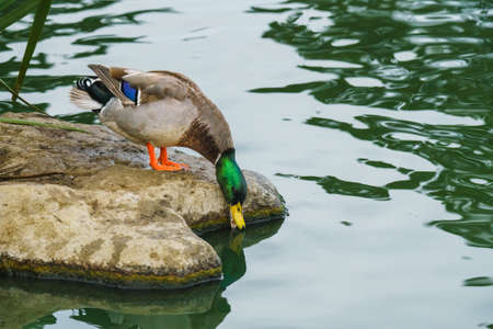 Mallard duck (Anas platyrhynchos). Close up portrait of  male wild duck standing on the beach close to the lake, green water with sun reflections on backgroundの写真素材